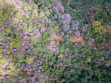 Aerial View Of Cherry Blossom Flowers Blooming Around The Hill Top Of Doi Pangkhon Mountain In Chiang Rai Province, Thailand. This Mountain Has Rich Mineral And Soil For Growing Unique Coffee.