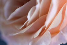 Closeup Of Peach Colored Rose Blossom With Shallow Depth Of Field.