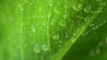 Poster - A Macro Shot of a Beautiful Plant Leaf Drenched in Raindrops.
