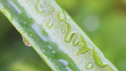 Poster - A macro and close-up shot capturing the beauty of nature brought out by rain on plants with their wet foliage.