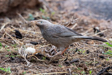 Wall Mural - Yellow-billed babbler (Argya affinis) observed in Hampi in Karnataka, India