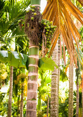 Wall Mural - Betel nut palm tree plantation.