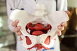 Close-up of model of female pelvis with muscles in hands of gynecologist.