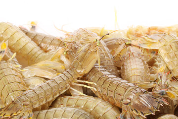 Canvas Print - Mantis Shrimp on the white background