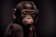 Portrait of a baby bonobo monkey on a black background. generative ai