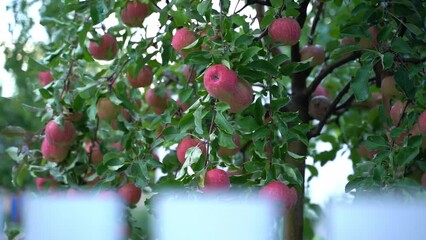 Wall Mural - Harvest of red apples in the orchard on a tree close-up. The smooth movement of the white fence in the foreground. Rich harvest of fertile fruit tree