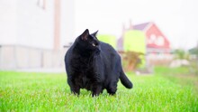 A Serious Black Cat Stands On A Bright Saturated Green Lawn Close-up Against A Blurred Background. Home Pet In Green Grass Behaves Wary In Summer