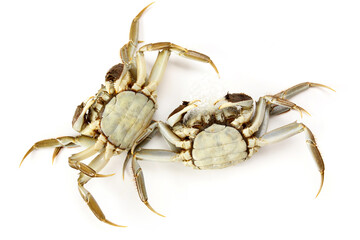 Wall Mural - Crab on white background