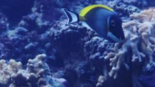 Pacific Blue Tang Fish Or Palette Surgeonfish, (Paracanthurus Hepatus), Family Acanthuridae. A Popular Fish In Marine Aquariam.