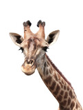 Fototapeta Zwierzęta - Cute curiosity giraffe. Isolated on white background