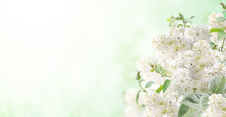 Fotomurales - Branch of Lilac on sunny beautiful nature spring background. Summer scene with twig of Common Lilac (Syringa vulgaris) and flowers of white color