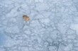 Something in the ice of a frozen lake