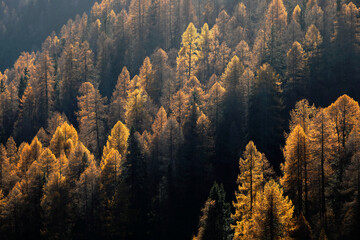 Baklit yellow larches in autumn, Davos, Switzerland