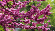 Blossoming Redbud Tree Closeup. Flowering Background In The Garden