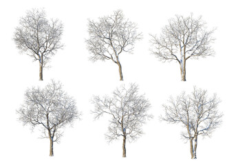 Wall Mural - 3D render forests and nature during winter