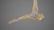 Deltoid Ligament of Ankle