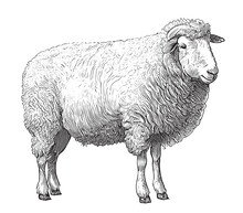 Farm Sheep Hand Drawn Engraving Sketch Vector Illustration