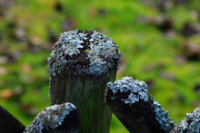 Wooden Posts Covered In Lichen