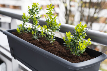 Wall Mural - Young boxwood bushes grow in flower pots on the balcony.