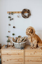 Cocker Spaniel Dog Sitting By Advent Calendar Basket At Home