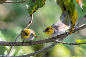 Wall Mural - Yellow-throated bulbul (Pycnonotus xantholaemus) an endemic specie of southern India, observed in Hampi, Karnataka