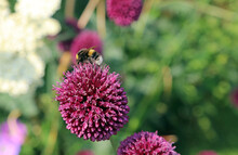 Closeup Of A Bee On A Round-Headed Leek Bloom, Derbyshire England
