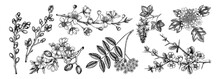 Flowering Branches Vintage Collection. Cherry, Almond, Willow, Rowan, Currant, Japanese Quince, Guelder Rose In Flowers Sketches. Botanical Vector Illustrations Of Spring Trees Isolated On White