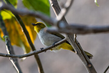 Wall Mural - Yellow-throated bulbul (Pycnonotus xantholaemus) an endemic specie of southern India, observed in Hampi, Karnataka