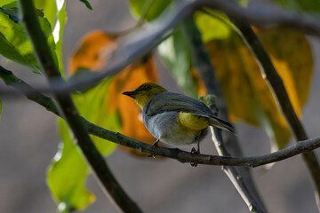 Wall Mural - Yellow-throated bulbul (Pycnonotus xantholaemus) an endemic specie of southern India, observed in Hampi, Karnataka