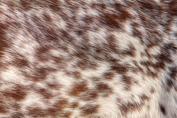 Wall Mural - beautiful spotted fur close-up. texture of brown animal wool. dog fur.