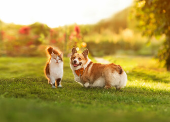 fluffy friends cat and dog corgi walk together on the green grass on the sunny lawn