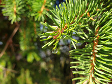 Bright Green Spruce Branch With A Drop Of Water