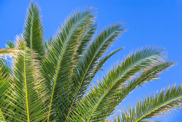 Wall Mural - Tropical palm leaves on blue sky background.