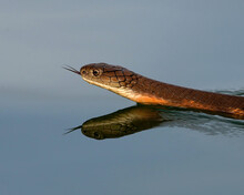 Snake In The River