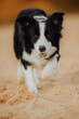 Border collie herding a sheep and rapidly looking and controlling the look
