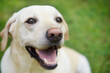 © Chalabala - Portrait of young cute dog on meadow. Happy labrador retriever looking at camera.