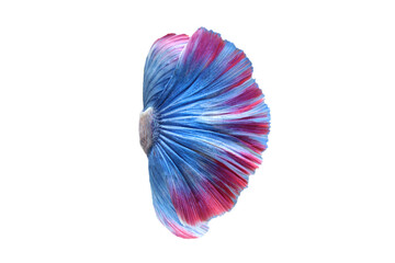 Canvas Print - Close-up to the tail of a colorful betta fish.