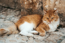 Red Beautiful Cat Laying In The Shadow On Croatian Streets In Warm Summer Day