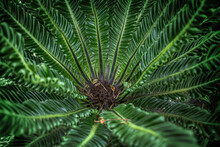 .The Pollen Core Of The Cycad With The Branches Of The Leaf.