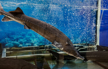 Sturgeon underwater.