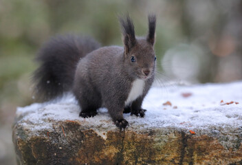 Wall Mural - A cute brown red squirrel on a rock against a blurred background