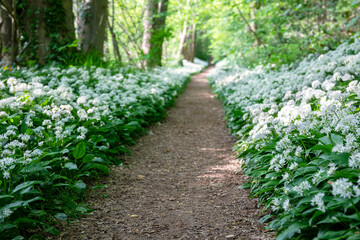 Wall Mural - wild garlic flowers in forest