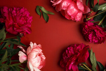 Wall Mural - Frame of pink peonies flowers on a red background.