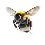 Fototapeta Zwierzęta - a stunning bumblebee is flying, isolated on transparent background, macro, incredible pollinator, generative AI
