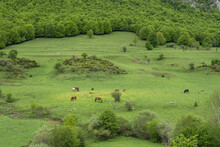 Horses Grazing In Green Pastures