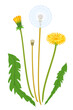 Taraxacum flowers with bud at different stages of flowering isolated illustration, composition for bouquet of wildflowers, illustration of dandelions flower