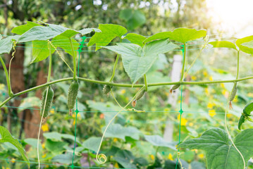 Sticker - Green fresh cucumbers hang on a plant in the field. Growing vegetables in the garden