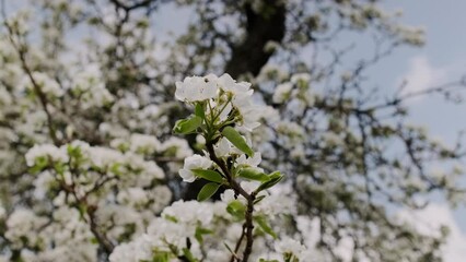 Wall Mural - Pear tree spring delicate white flowers bloom in garden close with green leaves and blurred background video