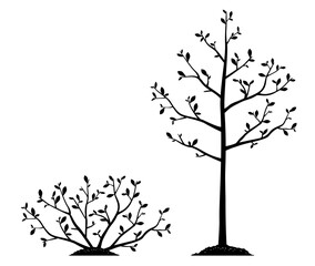 Group of young slender bush plant and tree silhouettes with small leaves and thin branches growing in ground isolated illustration, planting bush and tree in side view, spring work in garden