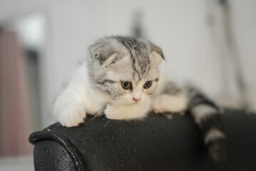 Kitten sleeping on the chair in white room.